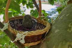 CUK-KARLO-KARLO-ROJC